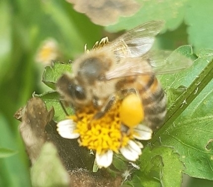 photo of Western Honey Bee (Apis mellifera)