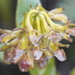 Epidendrum montistoletanum - Photo (c) Rudy Gelis, todos los derechos reservados, subido por Rudy Gelis