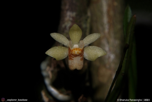 Thrixspermum pugionifolium