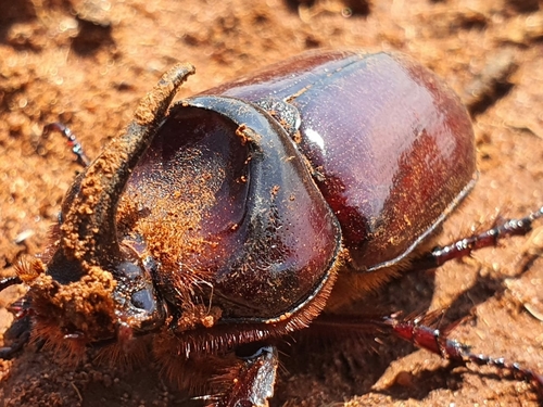 Boas Rhinoceros Beetle