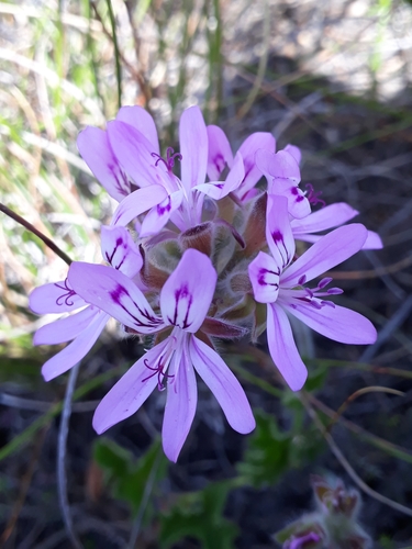 rose-scented geranium