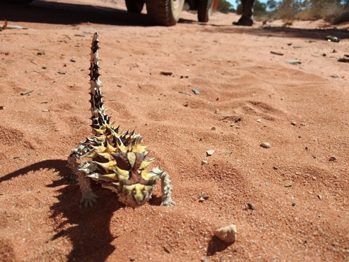 Thorny Devil