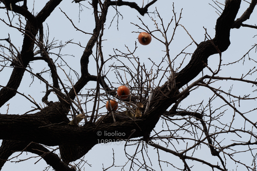 Japanese Persimmon