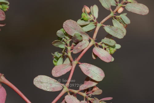 Euphorbia humifusa