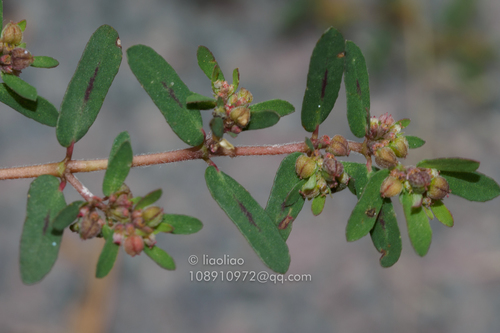 Spotted spurge