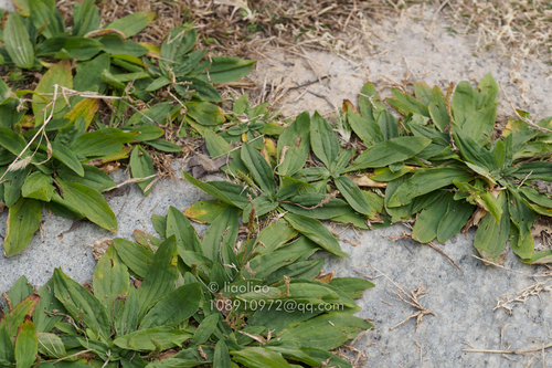 Chinese plantain