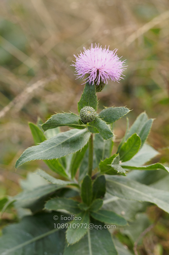 Cirsium arvense integrifolium