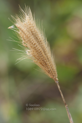 feather finger grass