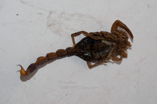 Chinese Scorpion