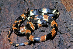 Image of Sibon anthracops