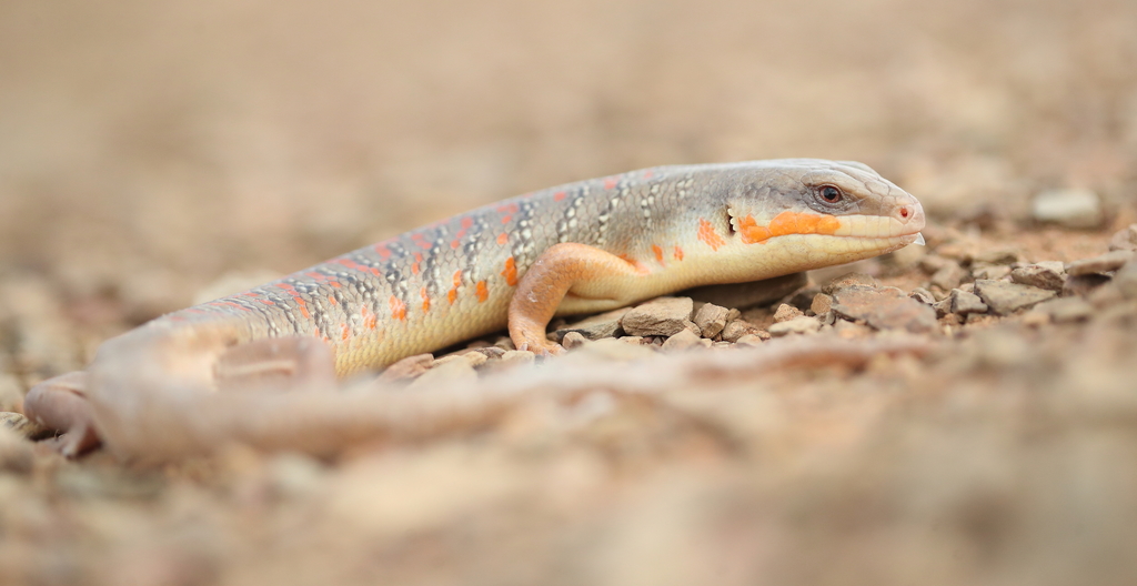 アルジェリアトカゲ (Eumeces algeriensis) · iNaturalist