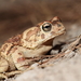 Mauritanian Toad - Photo (c) Carlos N. G. Bocos, all rights reserved, uploaded by Carlos N. G. Bocos
