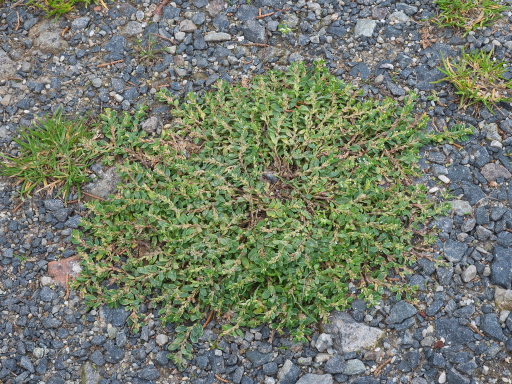 Image of Prostrate knotweed plant in a riverbank