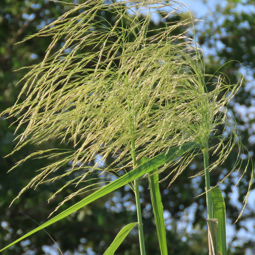 Phragmites australis ssp. berlandieri