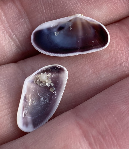 Fossor Coquina