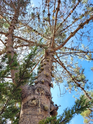 bishop pine