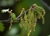 Quercus pubescens pubescens - Photo (c) Tig, all rights reserved, uploaded by Tig