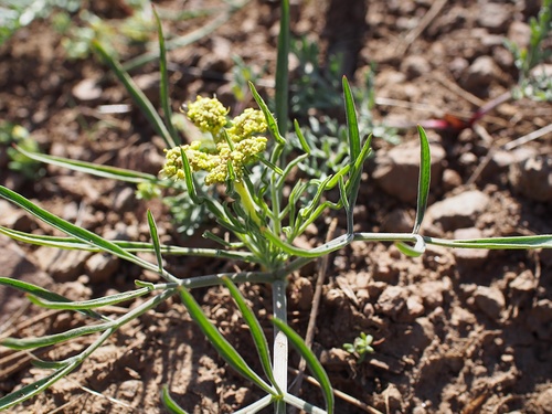 Lomatium farinosum var. hambleniae