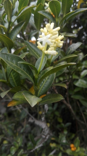 Psychotria boqueronensis image