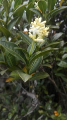 Image of Psychotria boqueronensis