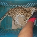 Leopardus emiliae - Photo (c) manoel augusto, todos los derechos reservados, uploaded by manoel augusto