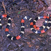 Western Ribbon Coralsnake - Photo (c) Paul Freed, all rights reserved, uploaded by Paul Freed