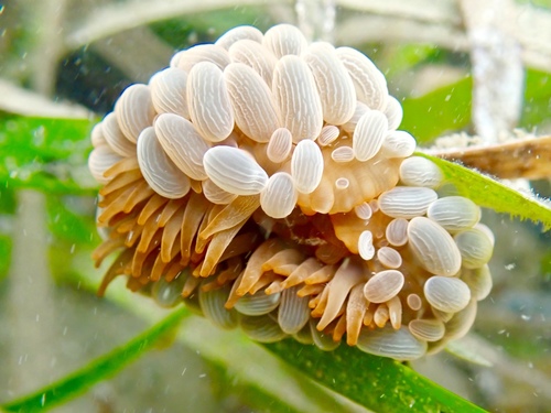 photo of Wandering Sea Anemone (Phlyctenactis tuberculosa)