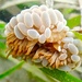 photo of Wandering Sea Anemone (Phlyctenactis tuberculosa)