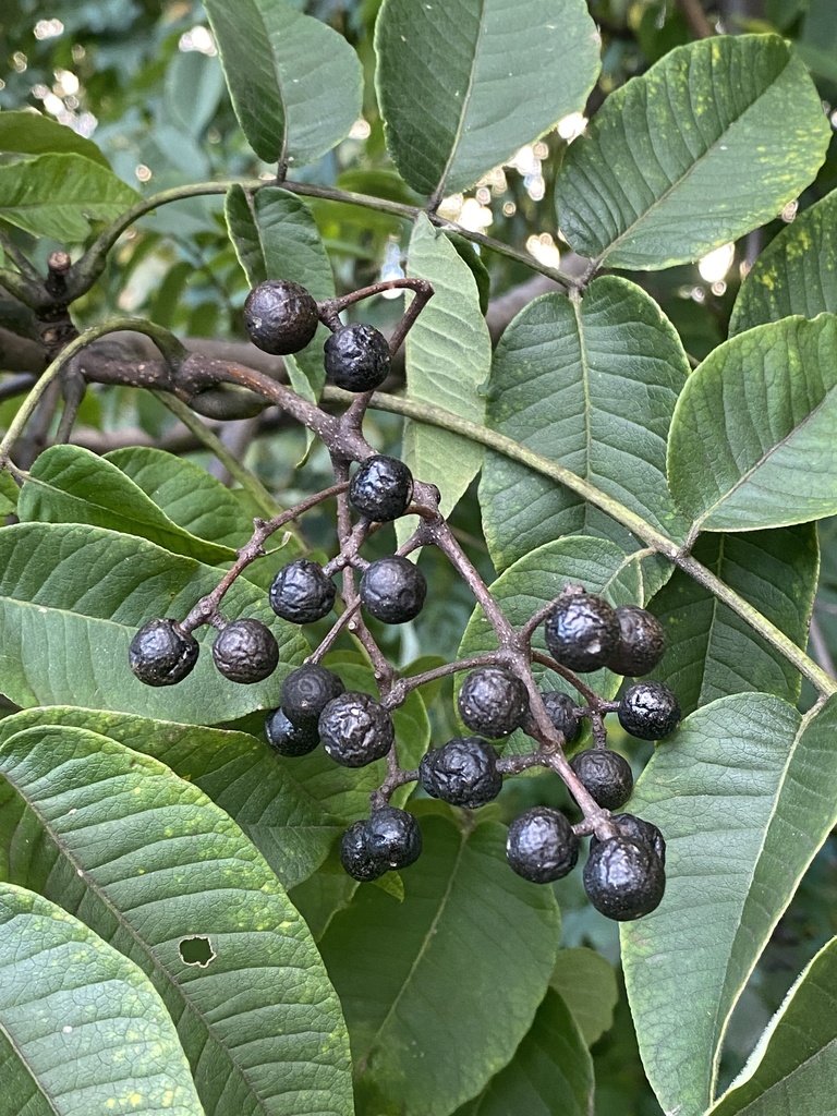 Phellodendron amurense — an easy houseplant, prefers full sun light