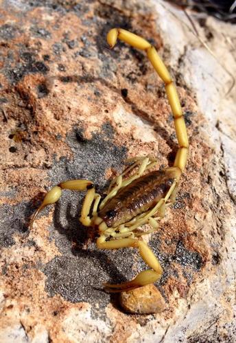Durango Bark Scorpion