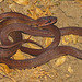 Sunda Rat Snake - Photo (c) Paul Freed, all rights reserved, uploaded by Paul Freed