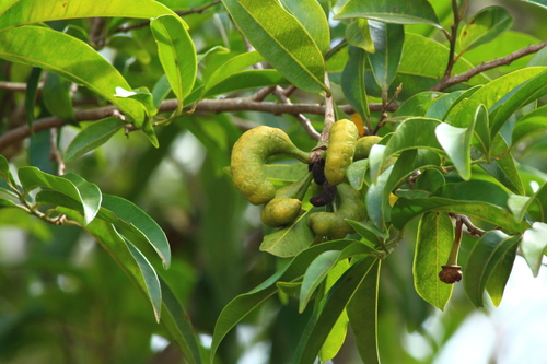Cardiopetalum calophyllum