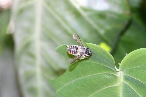 photo of Leafcutter, Mortar, And Resin Bees (Megachile)