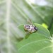 photo of Leafcutter, Mortar, And Resin Bees (Megachile)