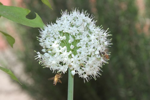 photo of Western Honey Bee (Apis mellifera)