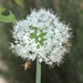 photo of Western Honey Bee (Apis mellifera)