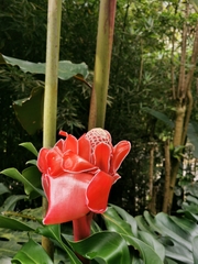 Etlingera elatior image
