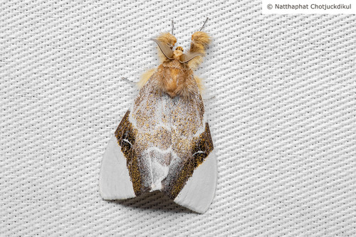 Pida apicalis