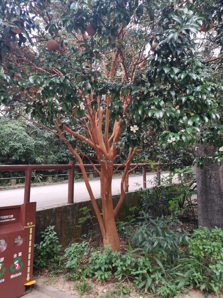 Crapnell's Camellia in October 2021 by 星空宇123 · iNaturalist