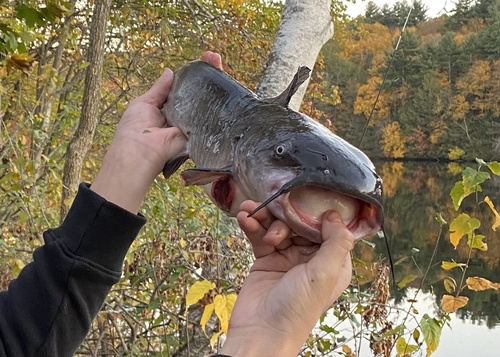 White Catfish