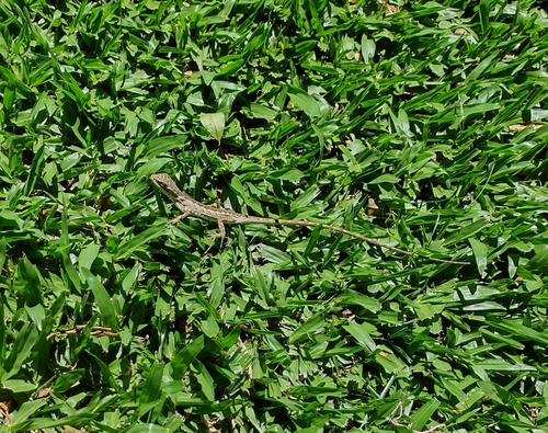 Boulenger's Tree Lizard