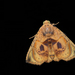 Eulepidotis metalligera - Photo (c) Karen Nichols, todos los derechos reservados, subido por Karen Nichols