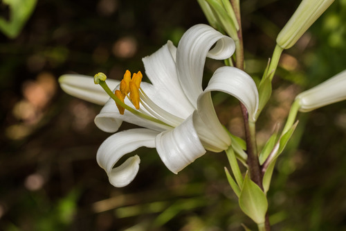 Lis blanc 2