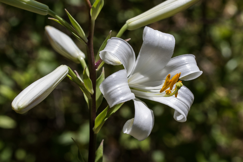 Lilium candidum