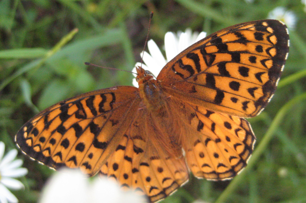 Atlantis fritillary