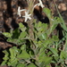Chascanum hederaceum - Photo (c) Warren McCleland, todos los derechos reservados, subido por Warren McCleland