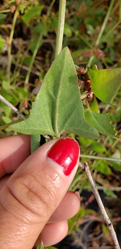 iNaturalist observation photo of Creeping Saltbush