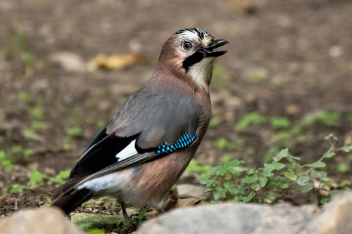 Greek Jay (Subspecies Garrulus glandarius graecus) · iNaturalist