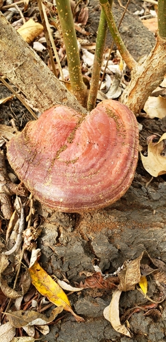 iNaturalist observation photo of Ganoderma polychromum