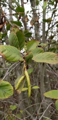 iNaturalist observation photo of white alder